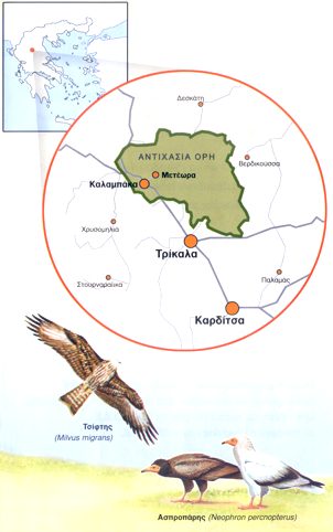 Antichasia-Meteora mountains. Shrike, Egyptian Vulture